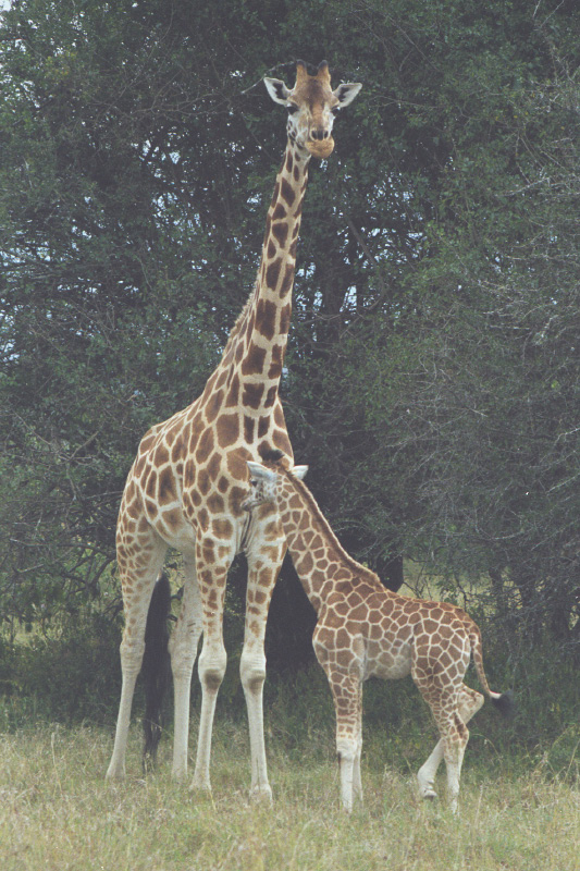 239 Giraf med fol