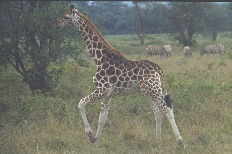 241 Giraf i fuld firspring