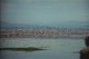 250 - Lettende flamingoer